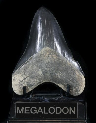 Serrated, Fossil Megalodon Tooth - Georgia #56356